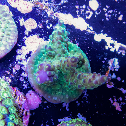 Tri-Color Acropora Valida Frag