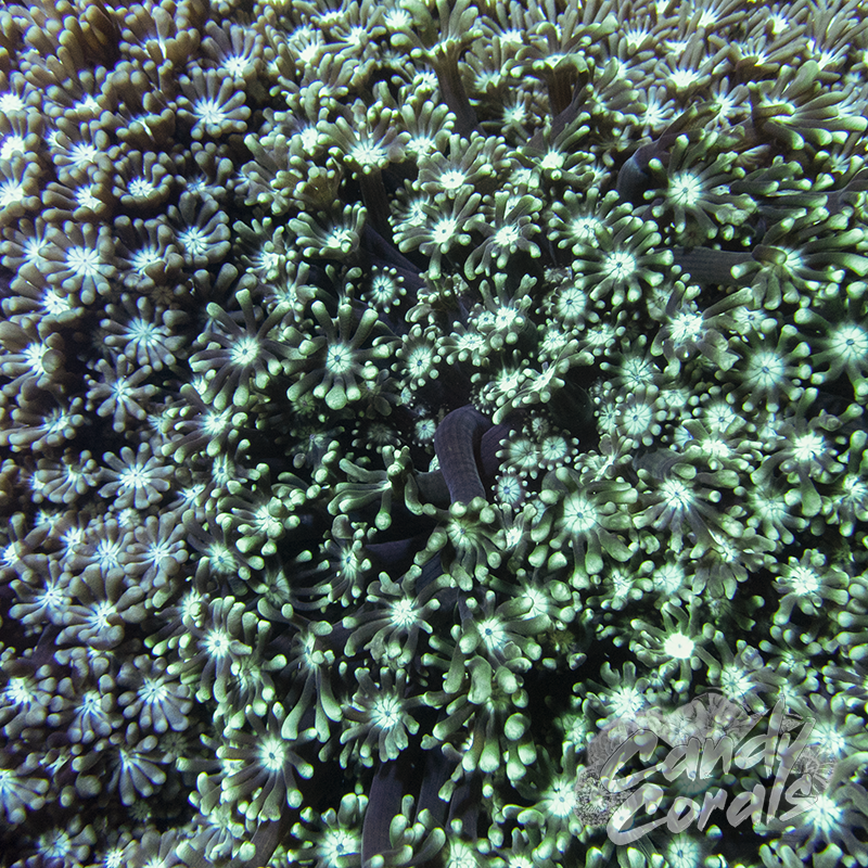 Assorted Alveopora Frags