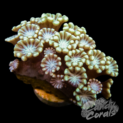 Assorted Green Alveopora Frags