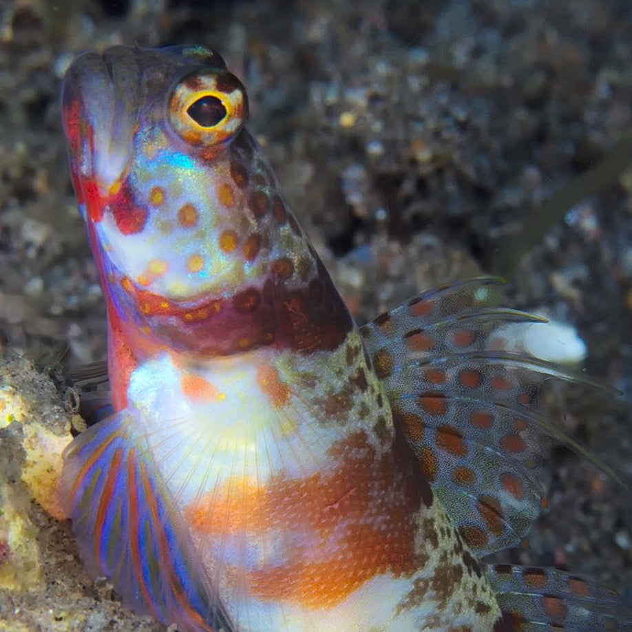 Broadbanded Shrimp Goby