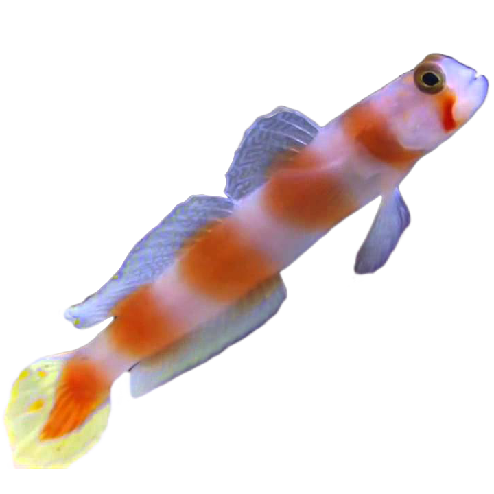 Aurora Goby/Pink Bar Goby