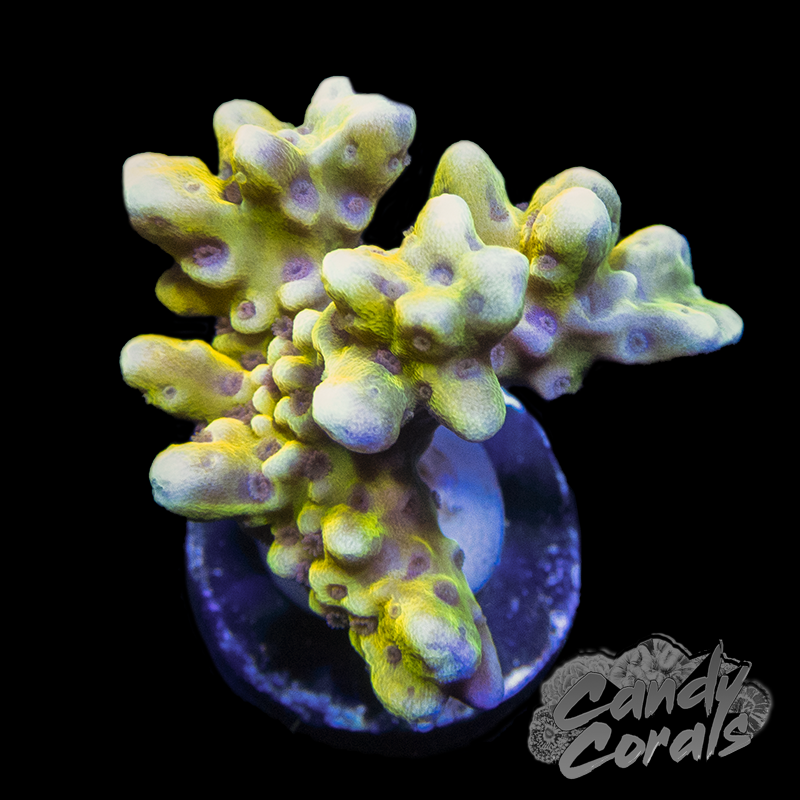 RR Golden Rod Anacropora Sp. Frag