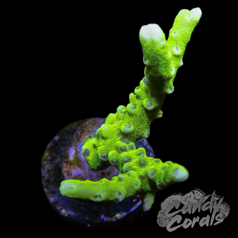 Green Goblin Anacropora Sp. Frag A3