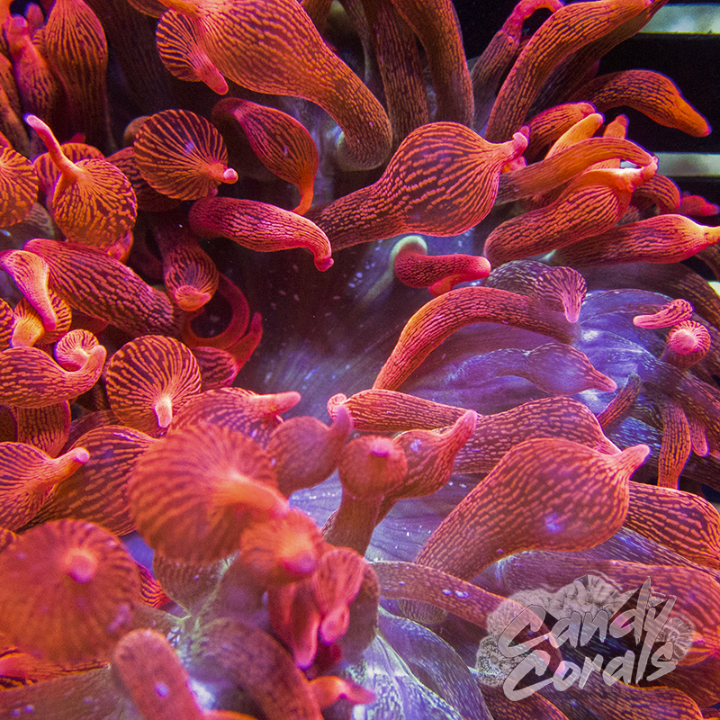 Speckled Red Bubble Tip Anemone