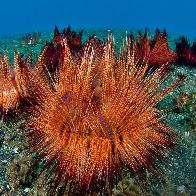 Fire Urchin