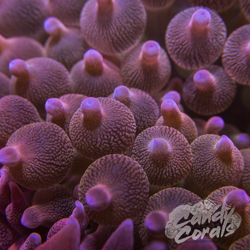 Rose Bubble Tip Anemone
