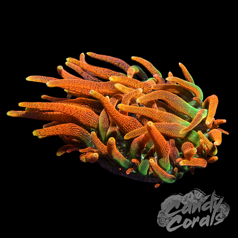 Colorado Sunburst Bubble Tip Anemone (Aquacultured)