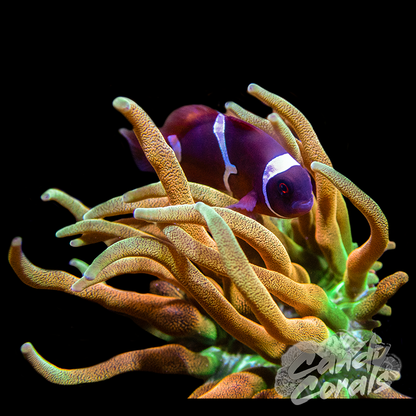 Rainbow Bubble Tip Anemone