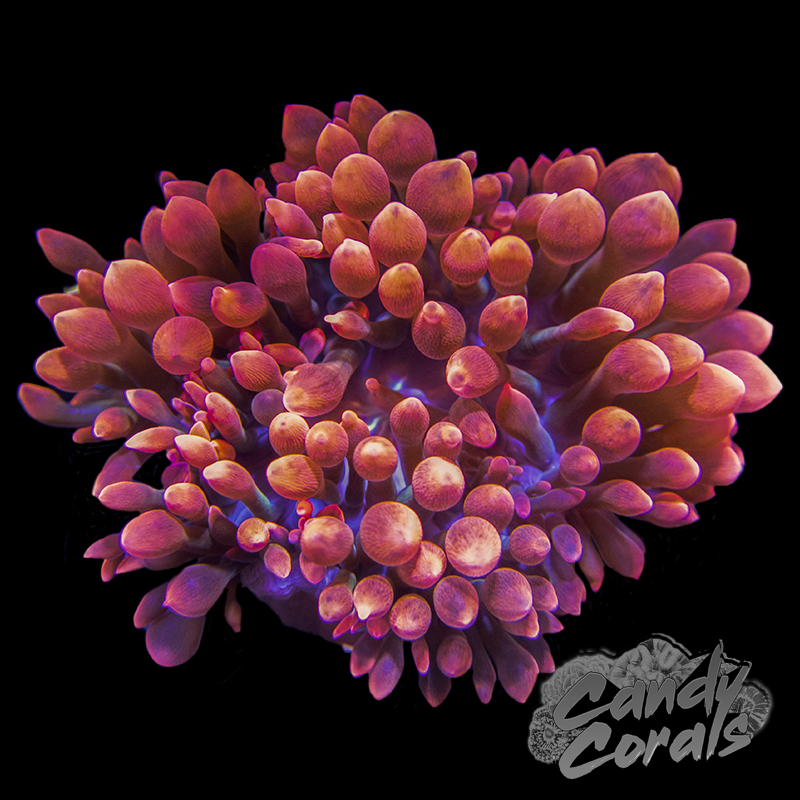 Red Bubble Tip Anemone