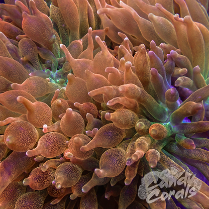 Rainbow Bubble Tip Anemone