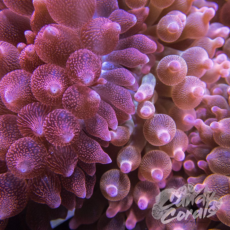Rose Bubble Tip Anemone