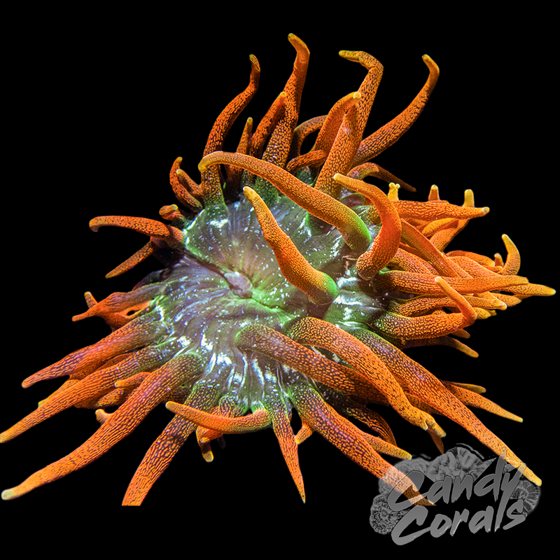 Colorado Sunburst Bubble Tip Anemone (Aquacultured)
