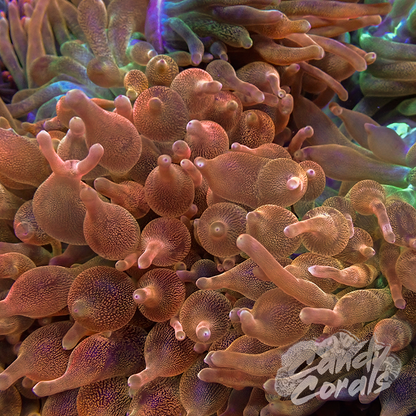 Rainbow Bubble Tip Anemone