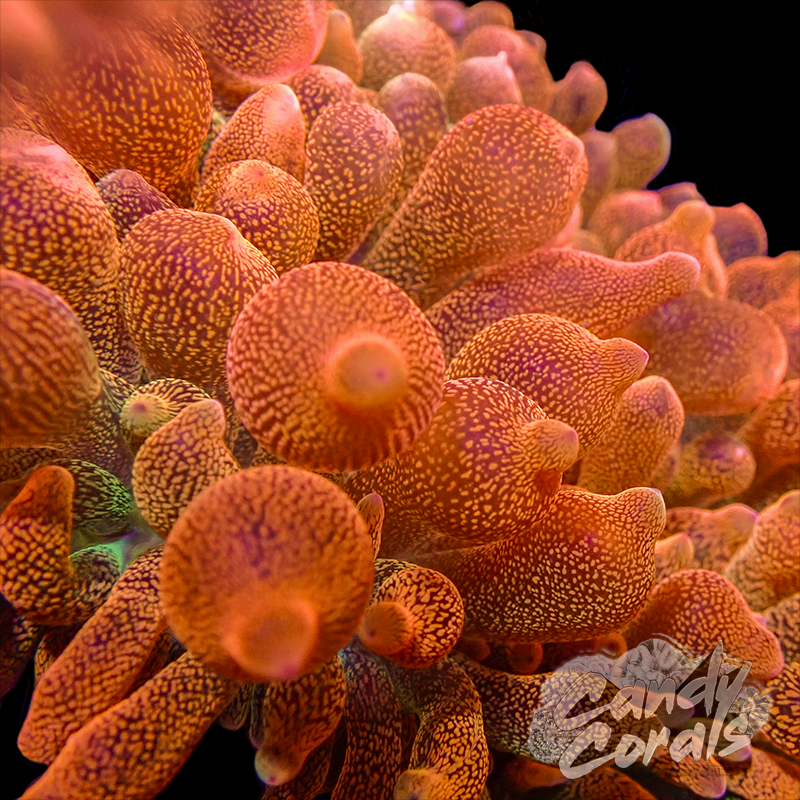 Ultra Orange Bubble Tip Anemone