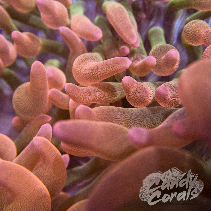 Rose Bubble Tip Anemone