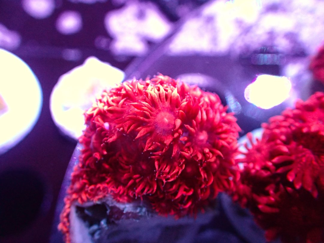 Pink Gonipora