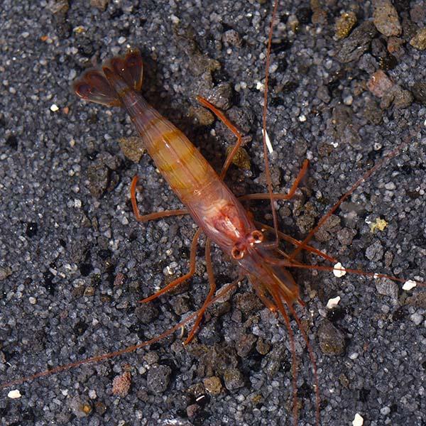 Peppermint Shrimp(Aiptasia Eating Guranteed)