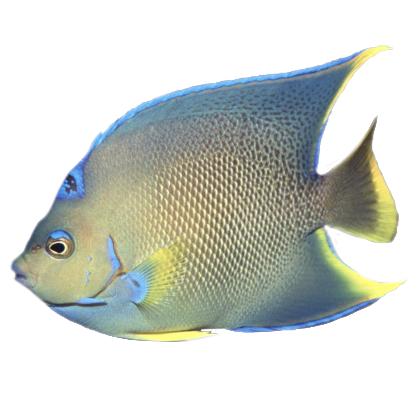 Townsend (Hybrid) Angelfish