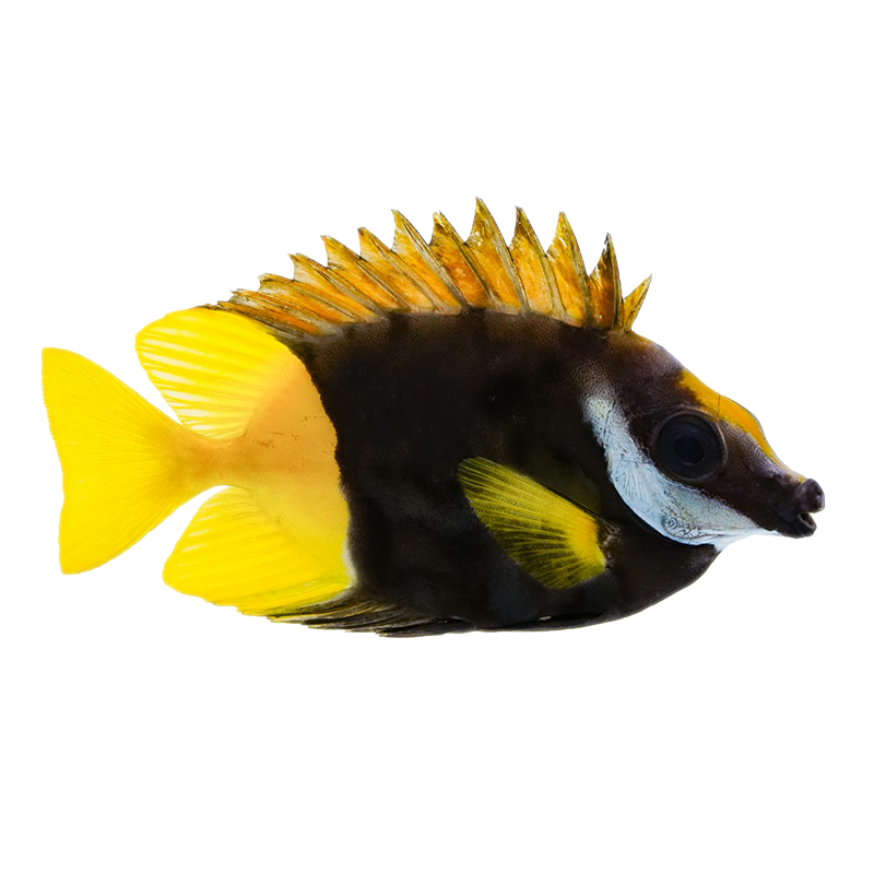 Bicolor Foxface