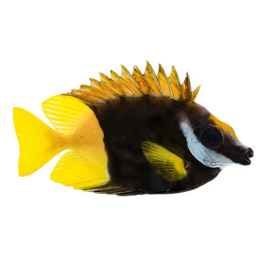 Bicolor Foxface