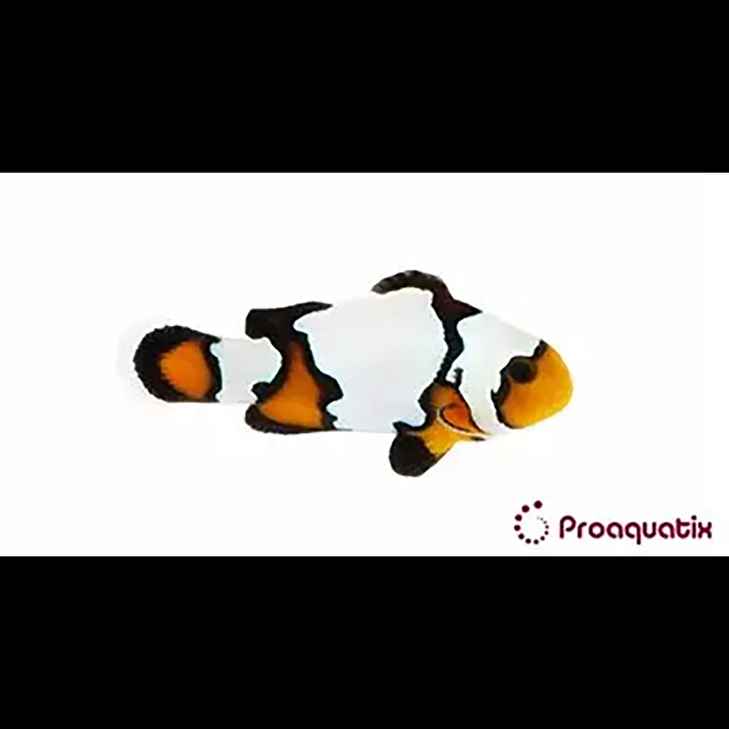 Blacker Ice Oscellaris Clownfish