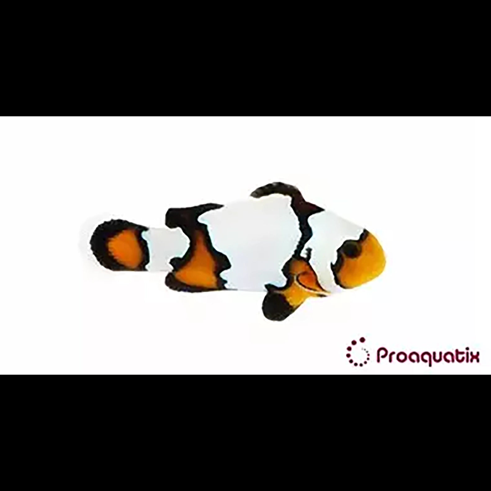 Blacker Ice Oscellaris Clownfish
