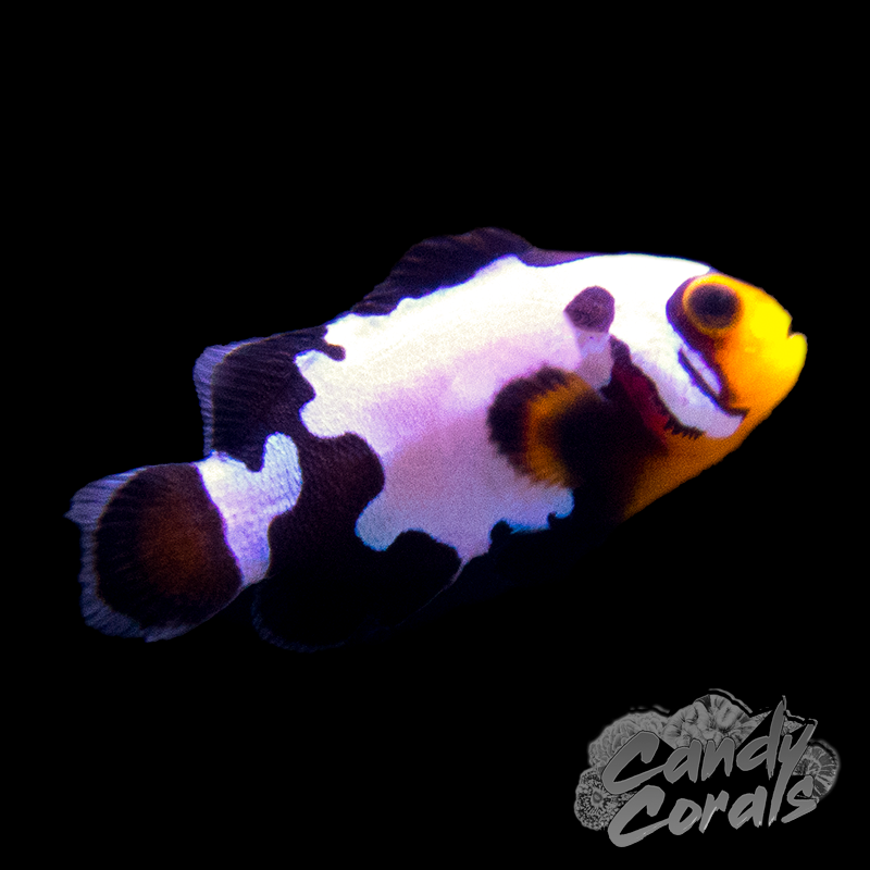 Premium Blacker Ice Oscellaris Clownfish