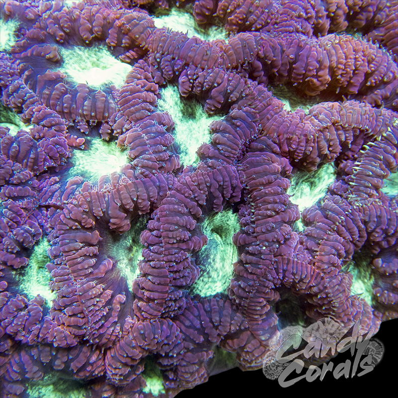 Purple Blastomussa Per Polyp