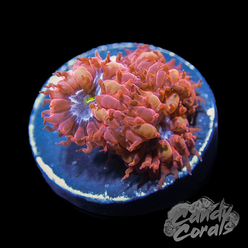 Blue Raven Blastomussa B62