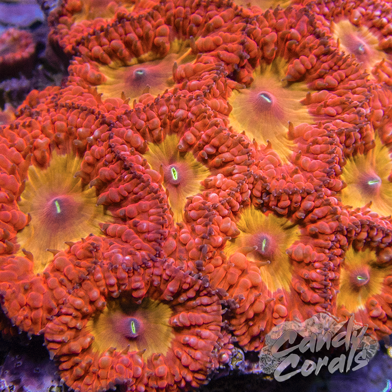 Iron Man Blastomussa Per Polyp