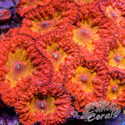 Iron Man Blastomussa Per Polyp