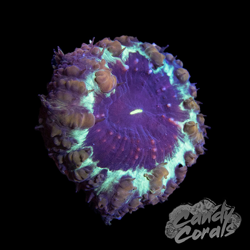 Violet Crush Blastomussa Per Polyp