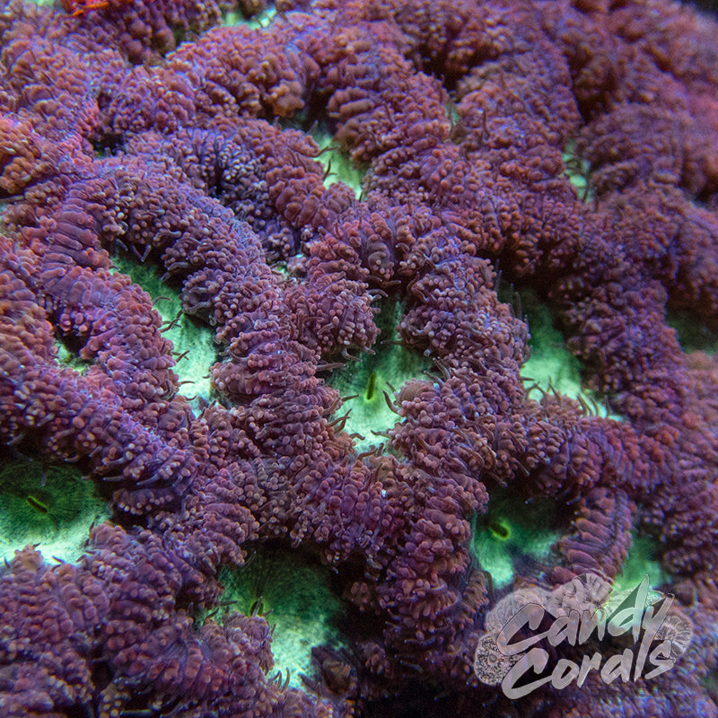 Purple Blastomussa Per Polyp