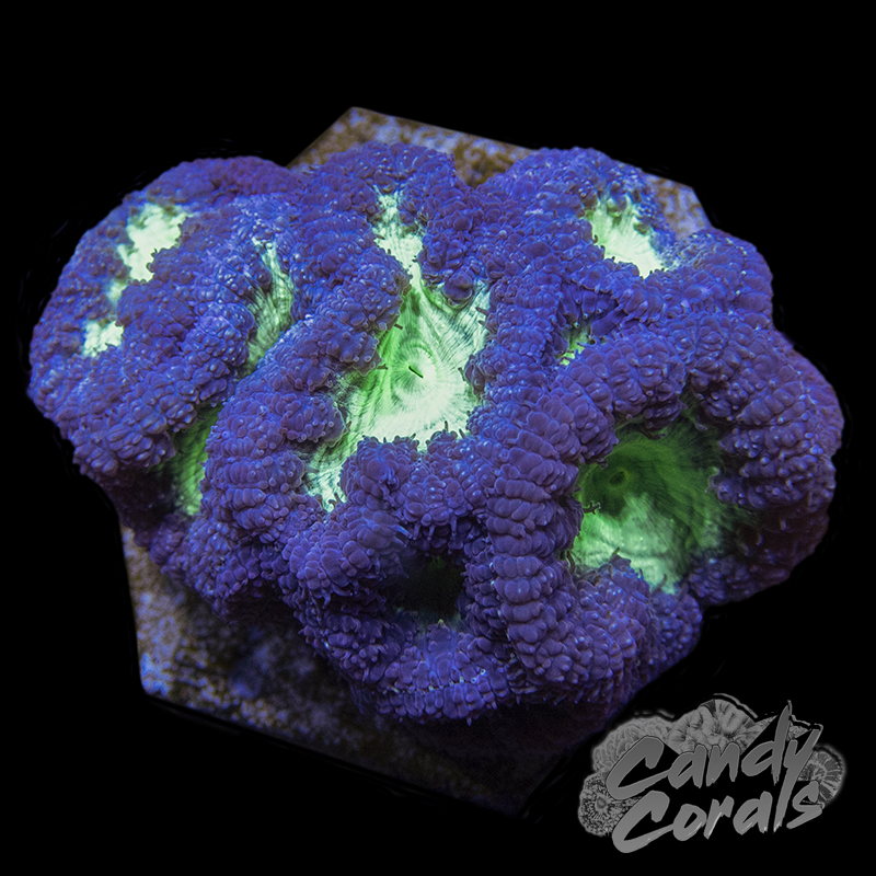 Purple Blastomussa Per Polyp
