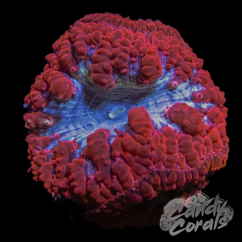 Red & Blue Blastomussa Per Polyp