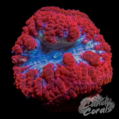 Red & Blue Blastomussa Per Polyp