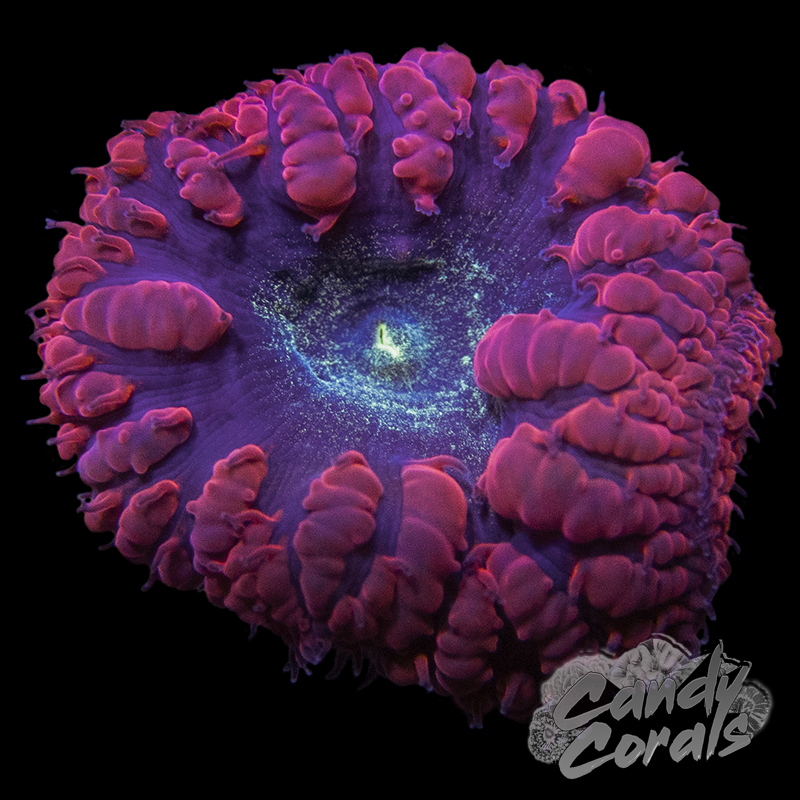 Dark Blue Centered Red Blastomussa Per Polyp