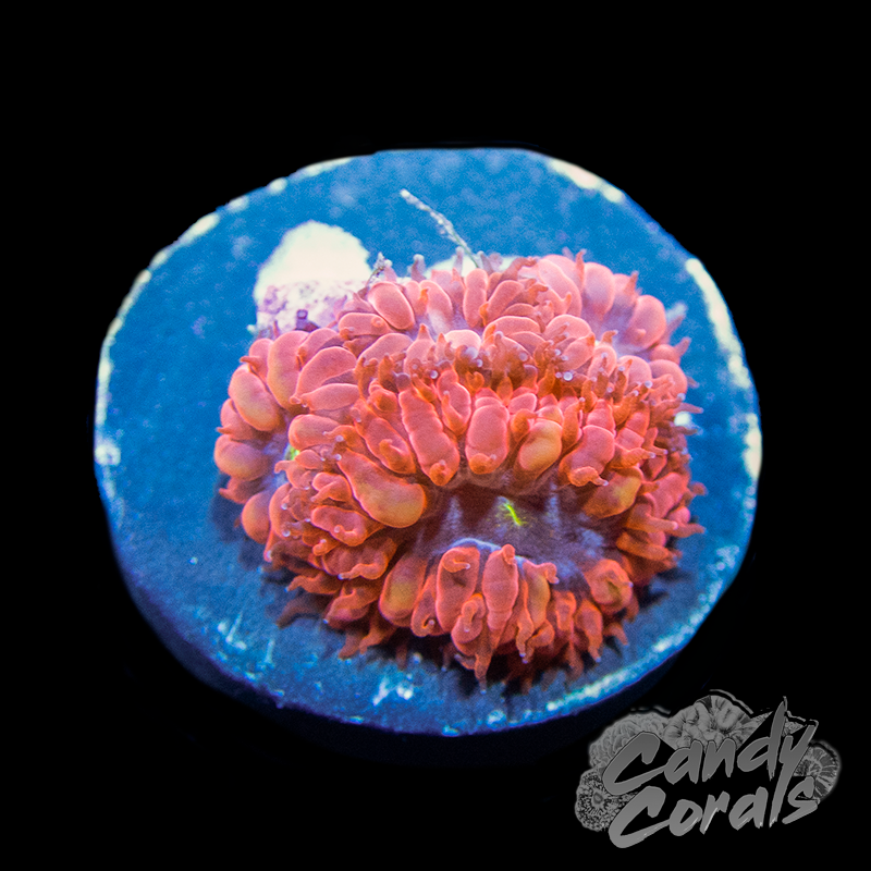 Blue Raven Blastomussa B62