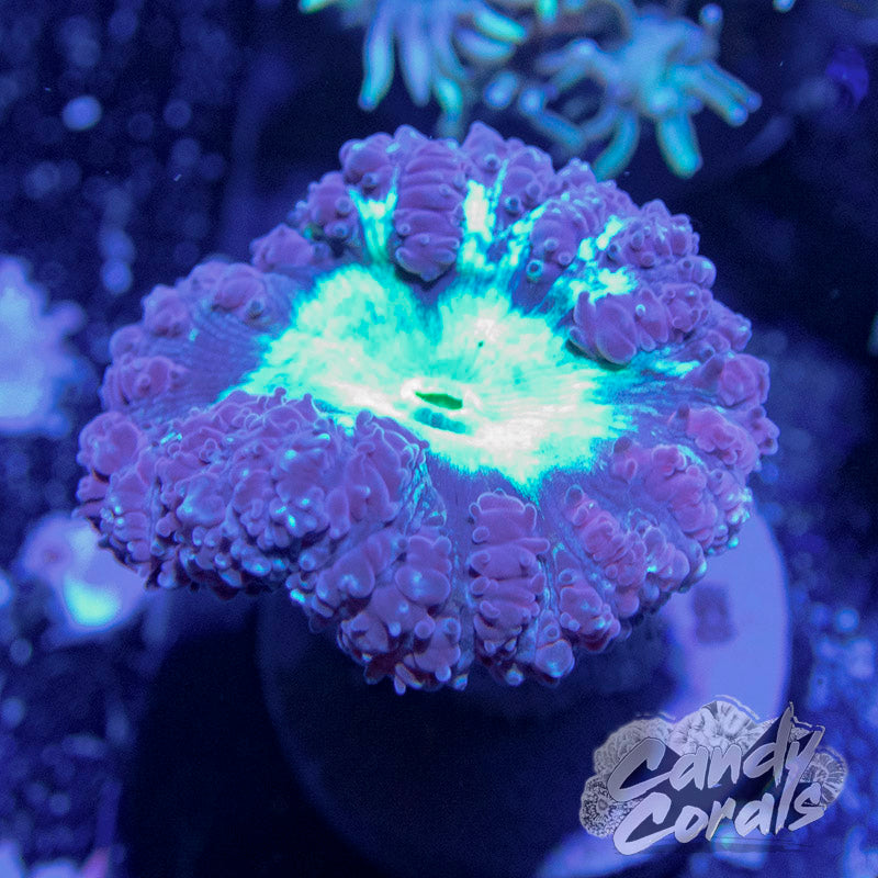 Purple Blastomussa Per Polyp