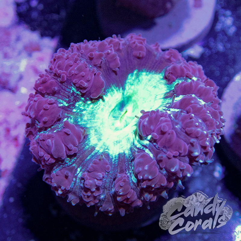 Purple Blastomussa Per Polyp