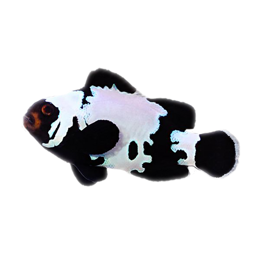 Premium Black Snowflake Oscellaris Clownfish