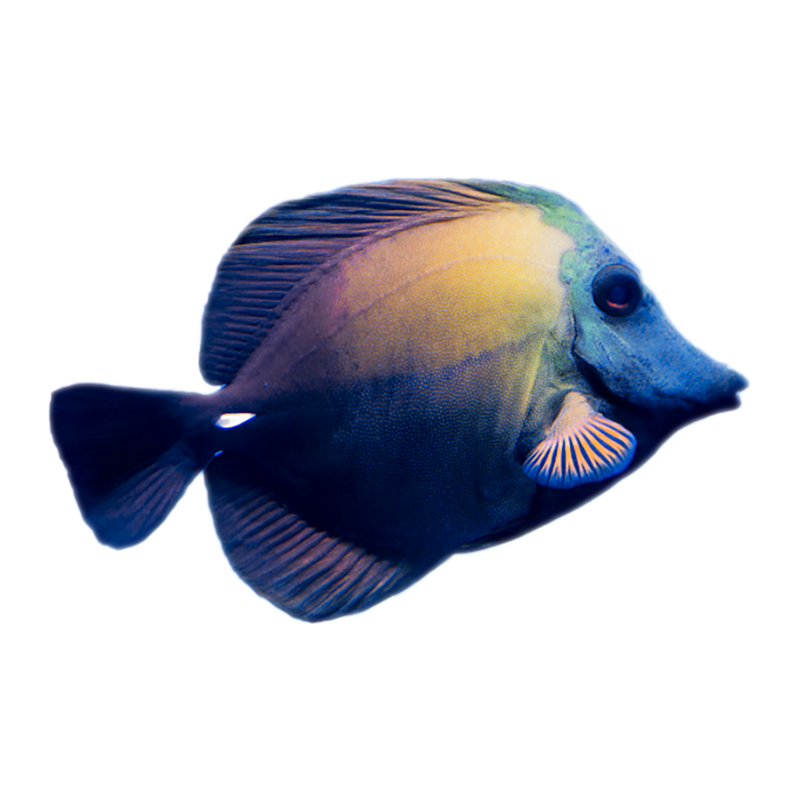 Blue Face Scopas Tang