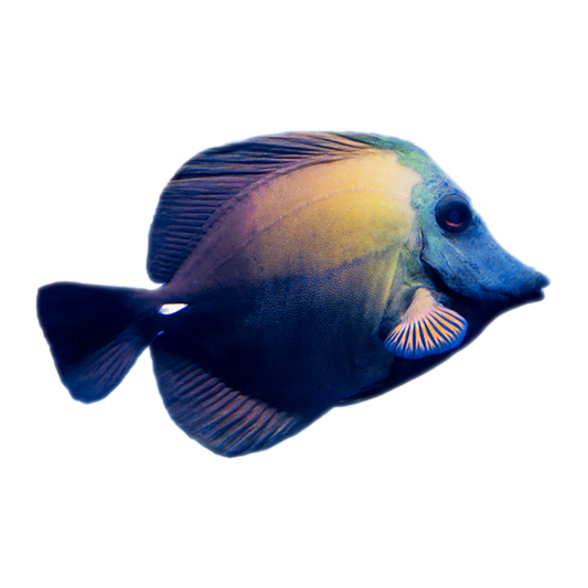 Blue Face Scopas Tang