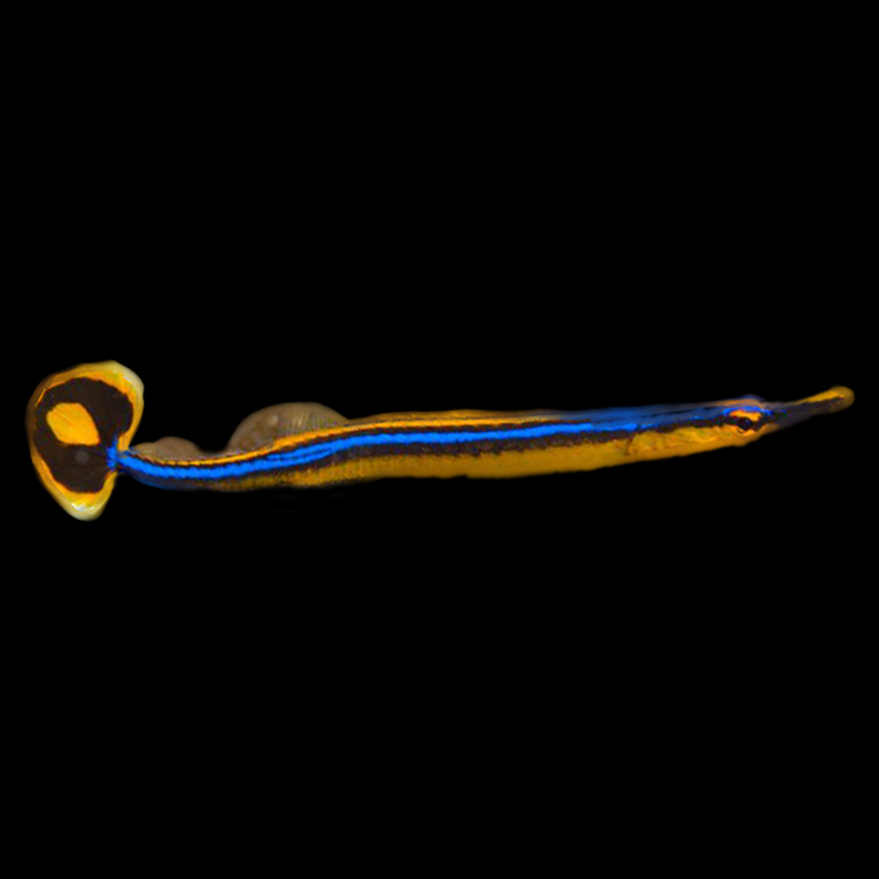 Bluestripe Pipefish