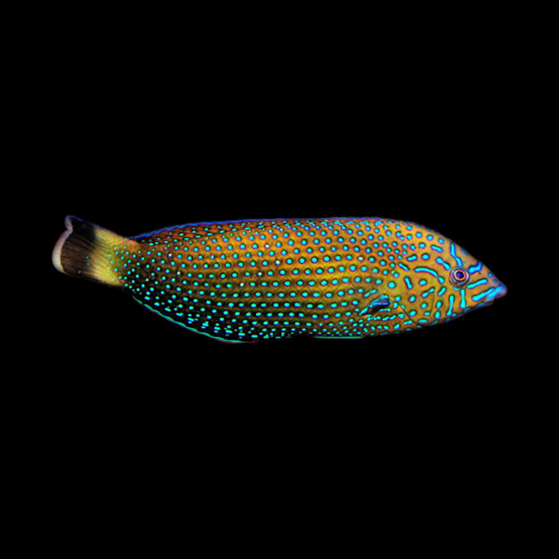 Blue Spot Tamarin Wrasse