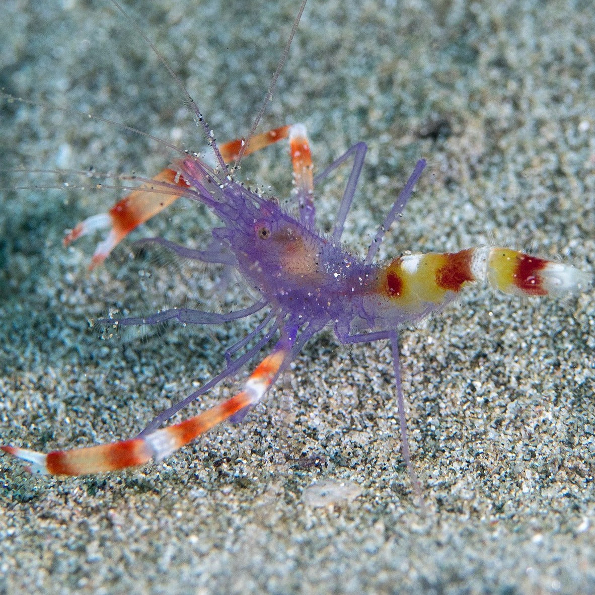 Blue Coral Banded Shrimp