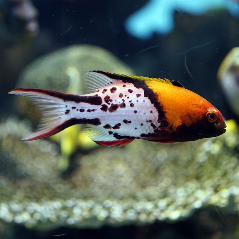 Lyretail Hogfish