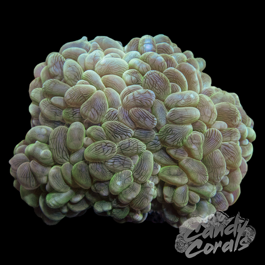 Dark Green Bubble Coral