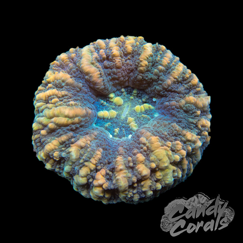 Assorted Ultra Purple Button Scoly