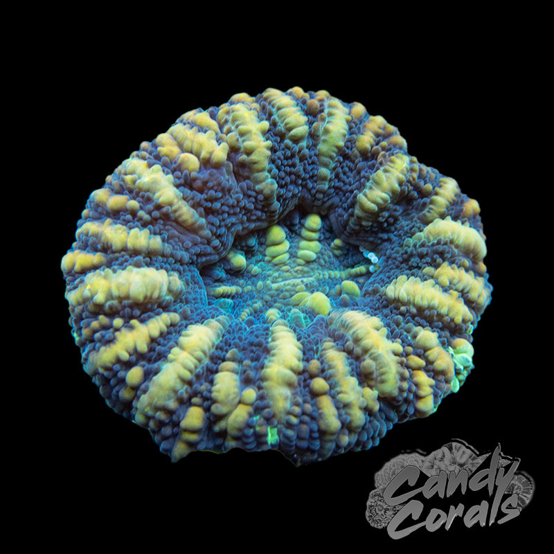 Assorted Ultra Purple Button Scoly